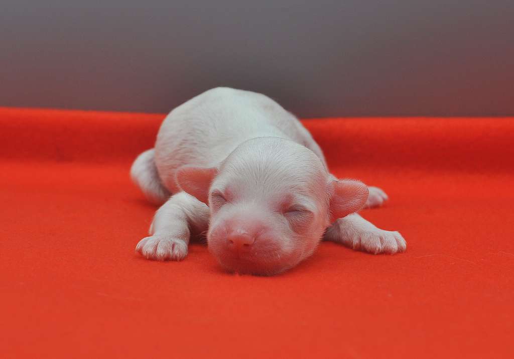 Victory?s Laurel Neon River