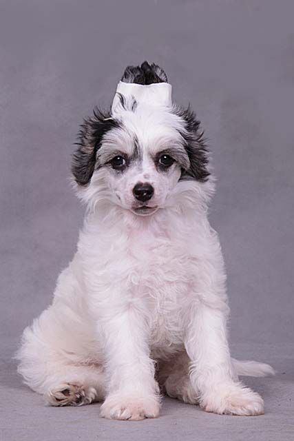 Fantastik Kashmir Avatar