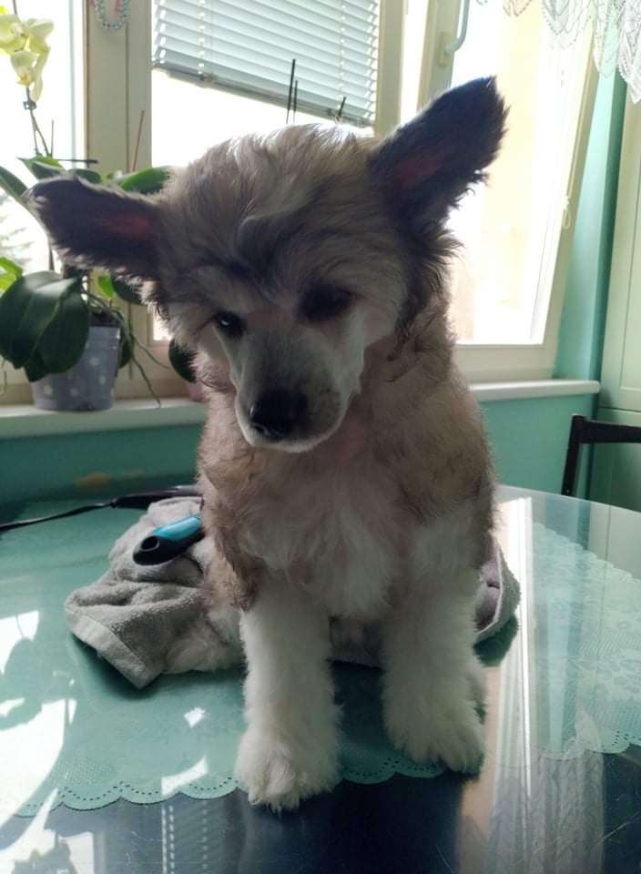 Coconelle Star Sweet Dream River