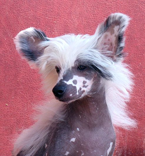 Fantastik Kashmir Gamlet