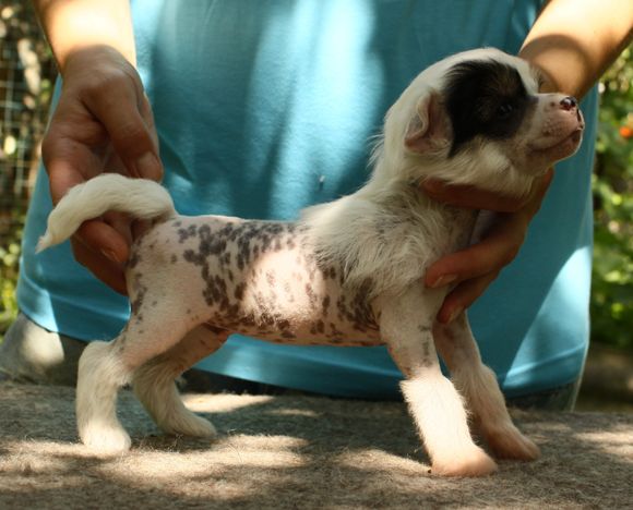 Angel O' Check Charodei