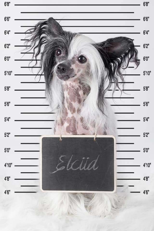 Crazy Cresteds Elciid Tinu