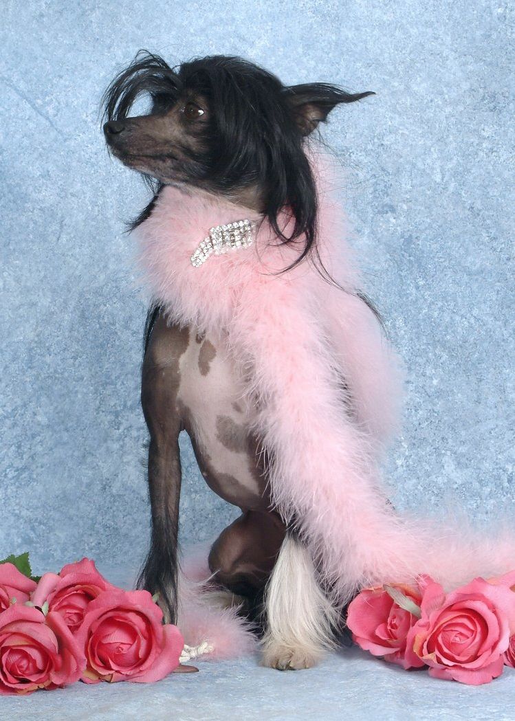 Hairicane Sprite of Vicary