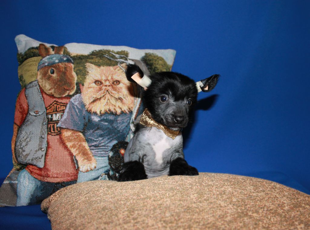 Jean-Claude Van Damme