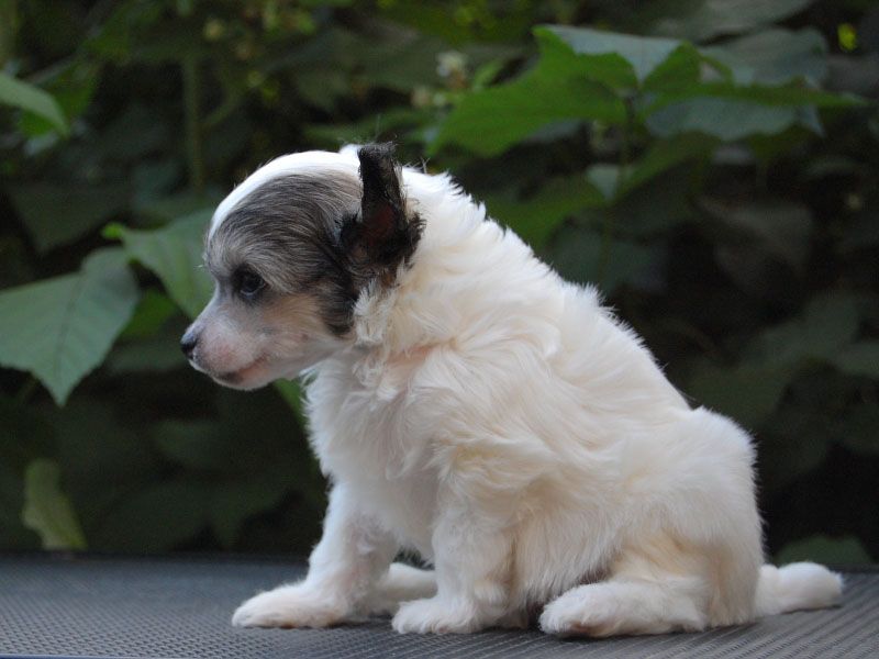 True Magnifisen Jersey