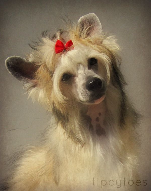 Tippytoes Magic Touch