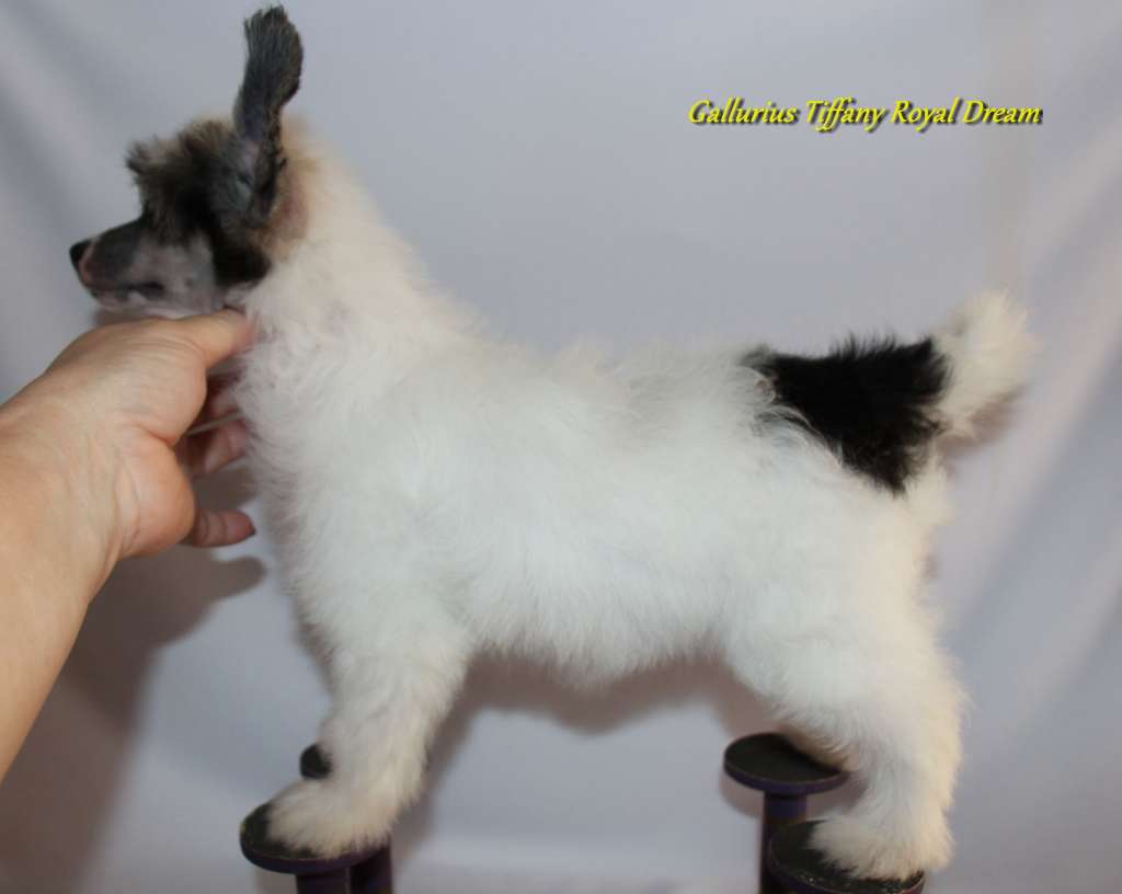 Gallurius Tiffany Royal Dream