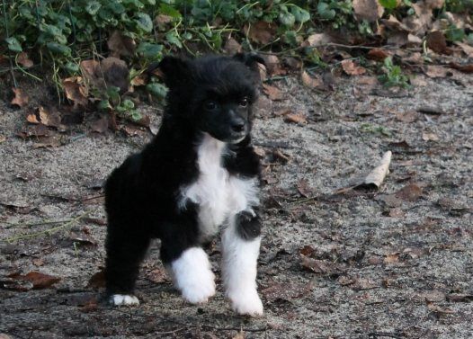 L' Top Model De Rama