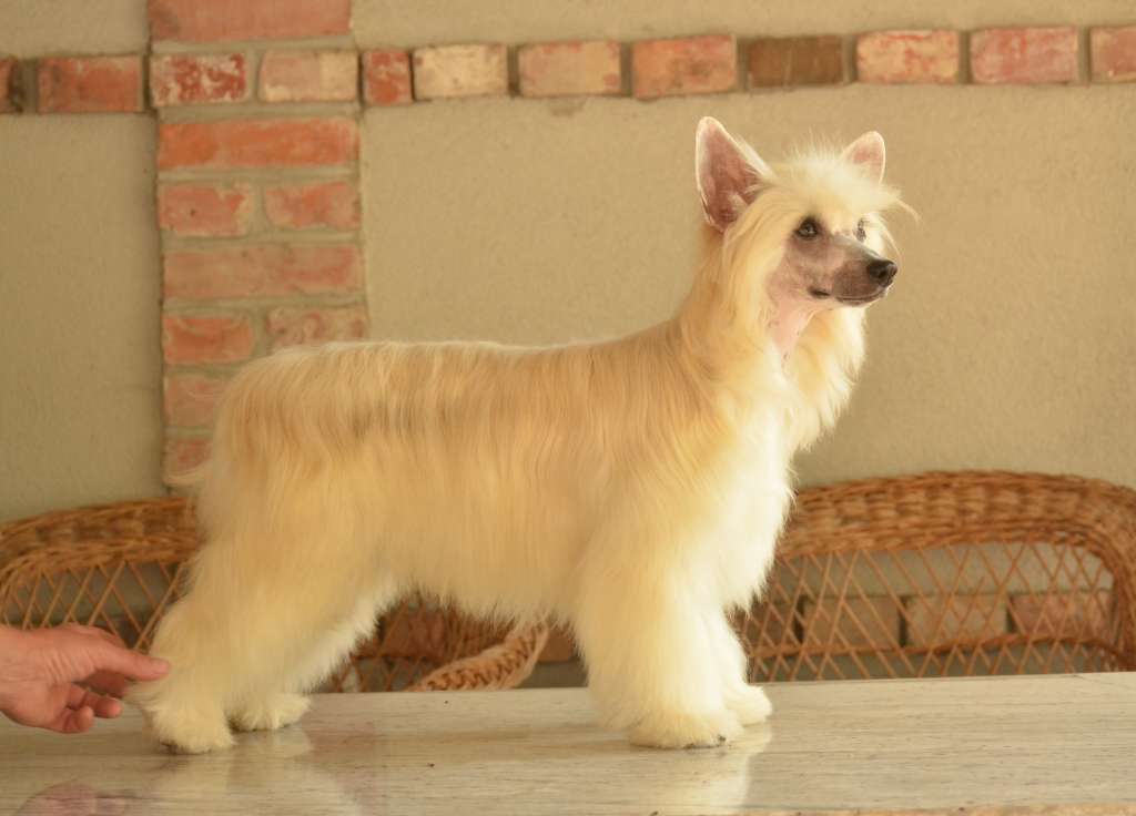 Golden Diamond Cresteds Marigold