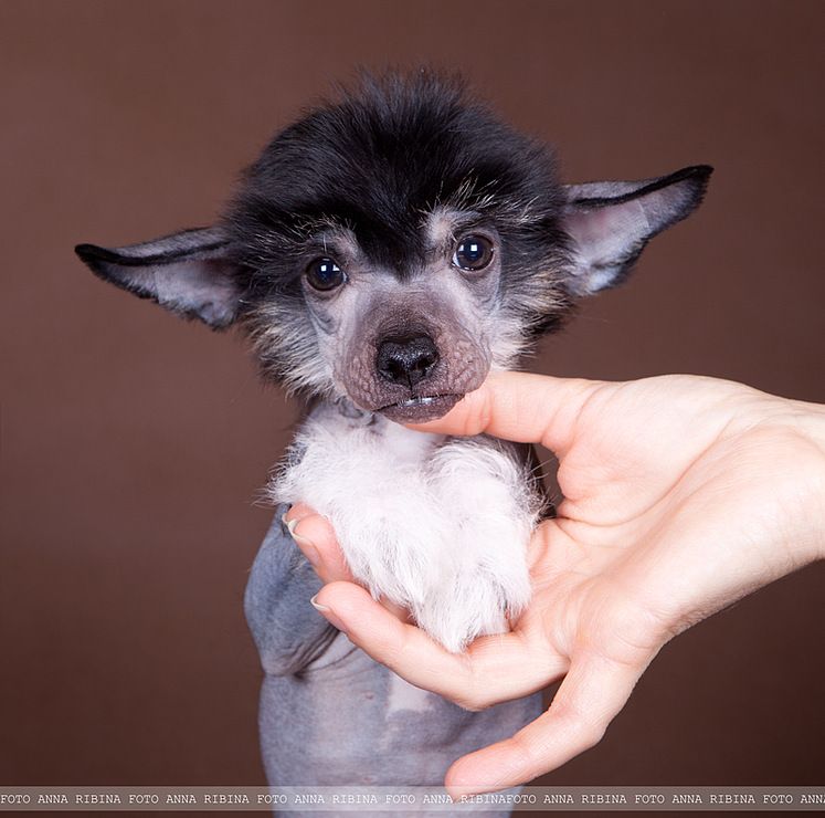 Dogland Happy Mishel Abama