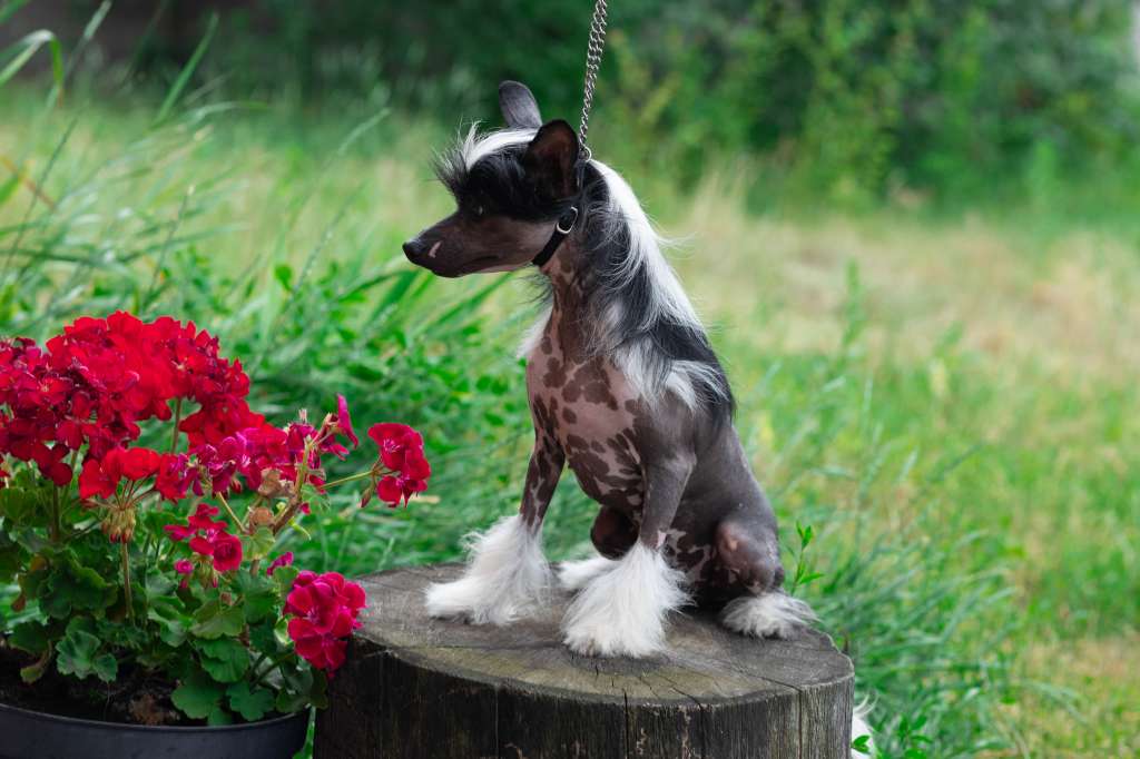 Gracia Star Minodora