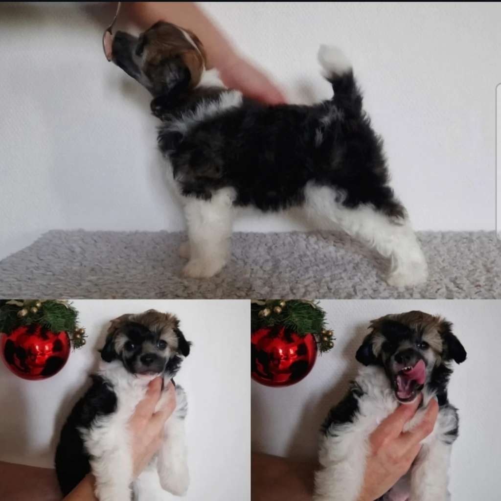 EXxiino's Glittering Cupcake