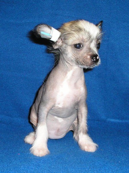 Hazelnut ze Zatopené chajdy