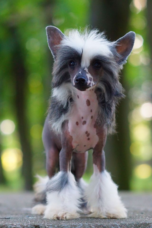 Certainly Special Heybett