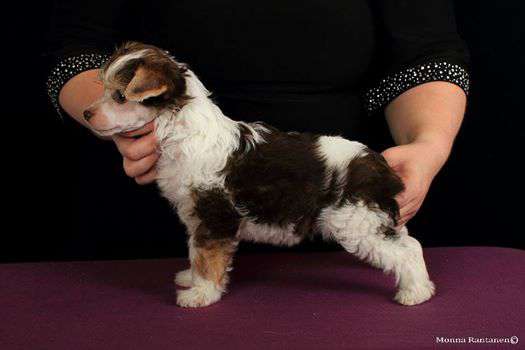 Sun Dan Tasty Chocolate