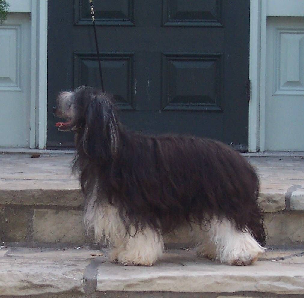 Diamond River's Whispering Willo