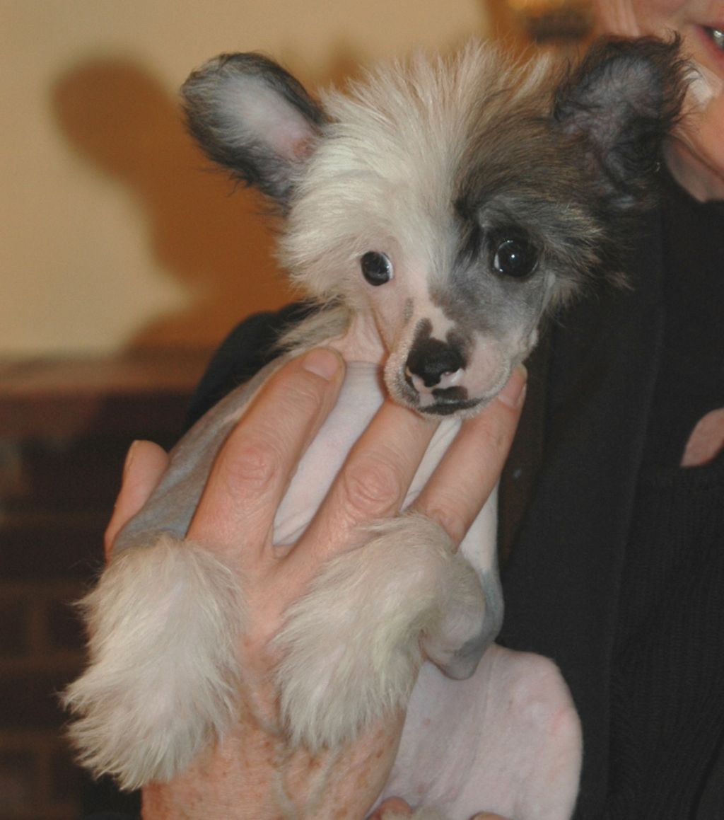 Hiansu Little Champs