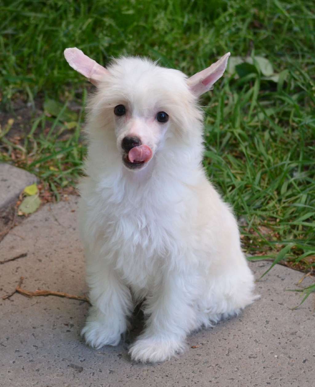 Magic of Success Sanjar