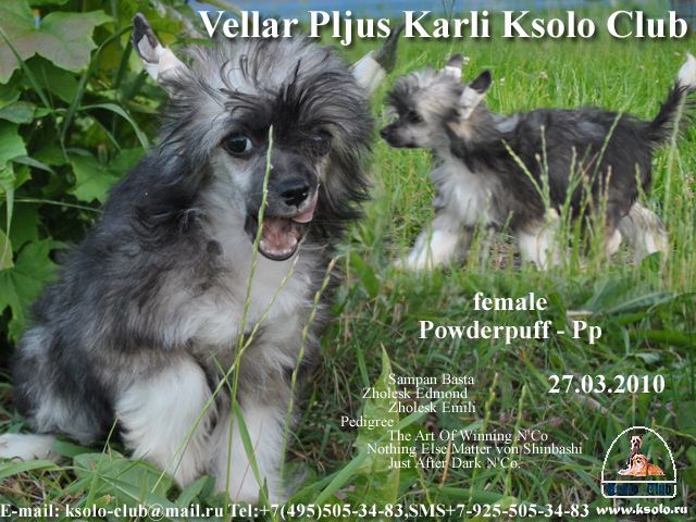 Vellar Pljus Karli Ksolo Club