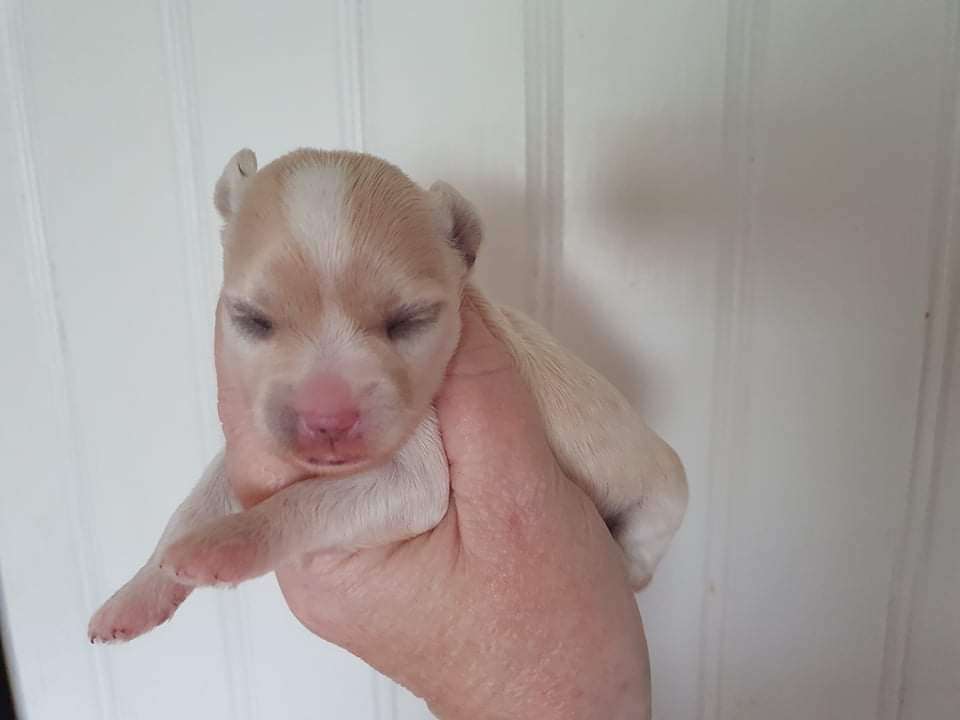 Tournais See You Soon Macaroon