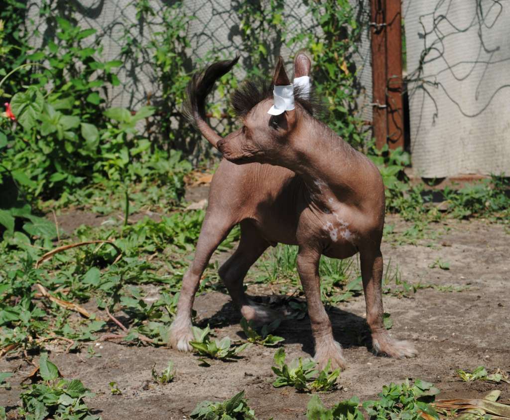 Bi-Lav Plus Neverland in