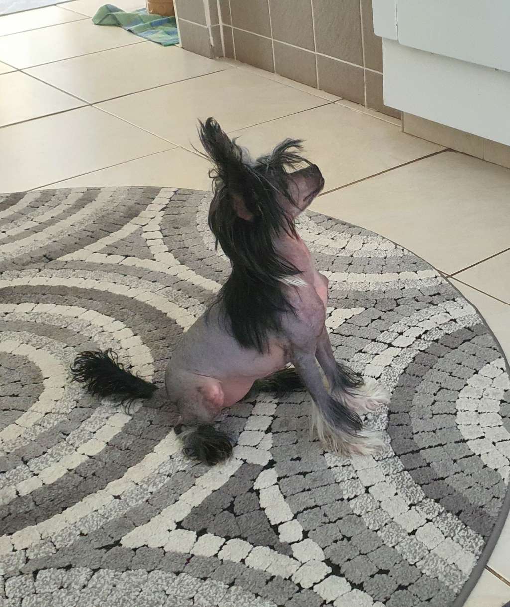 Viavrois Garden Gnome