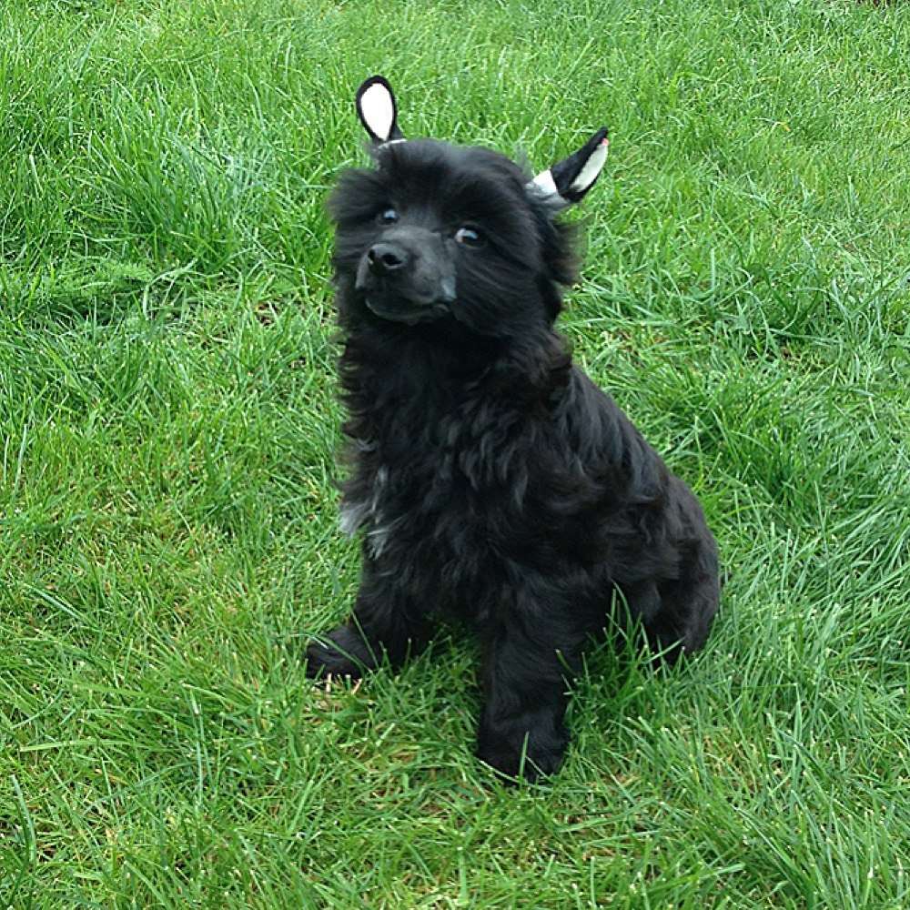 Charuyuschiy Soblazn Cezar Purino