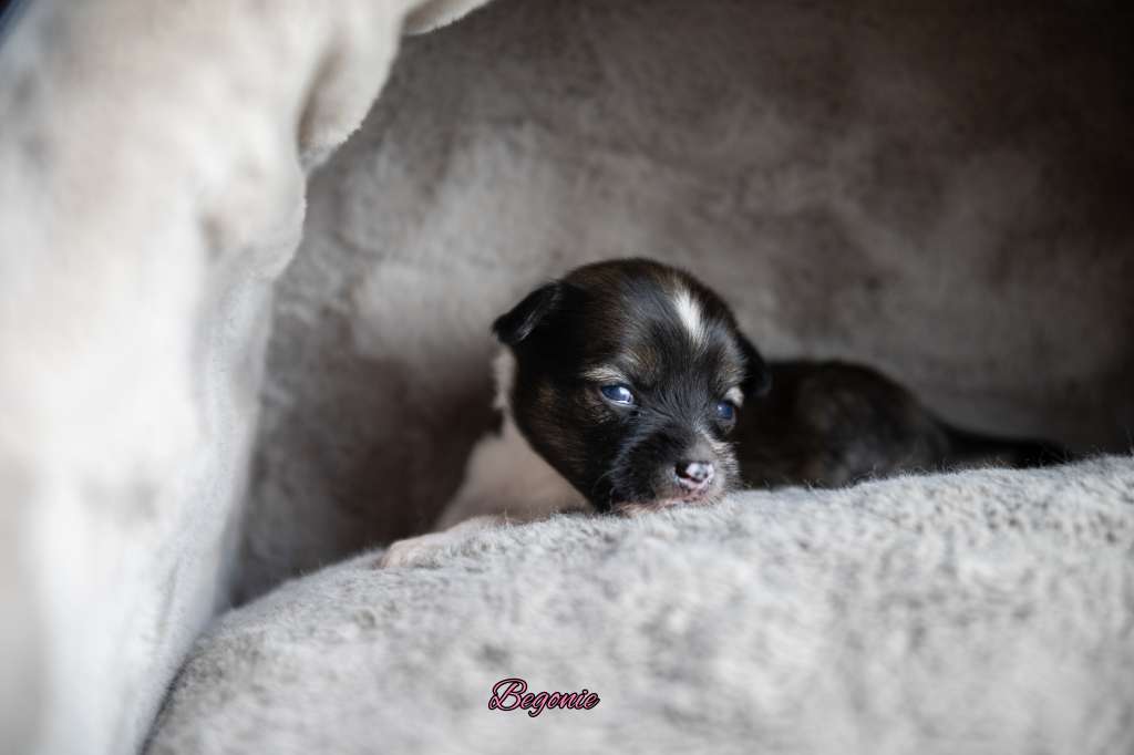 Begonie von der Luisenwieke