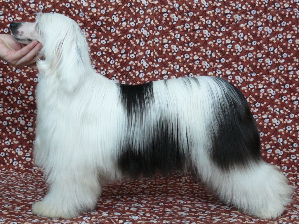 Anthonie Chlupatý poklad