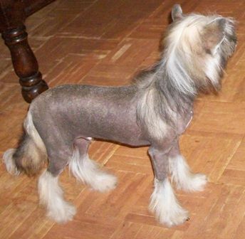 Mosaic's Keep on Dreaming