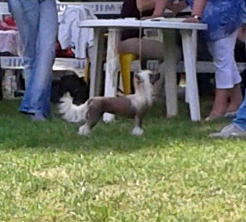 Magic of Success Blooming Flower