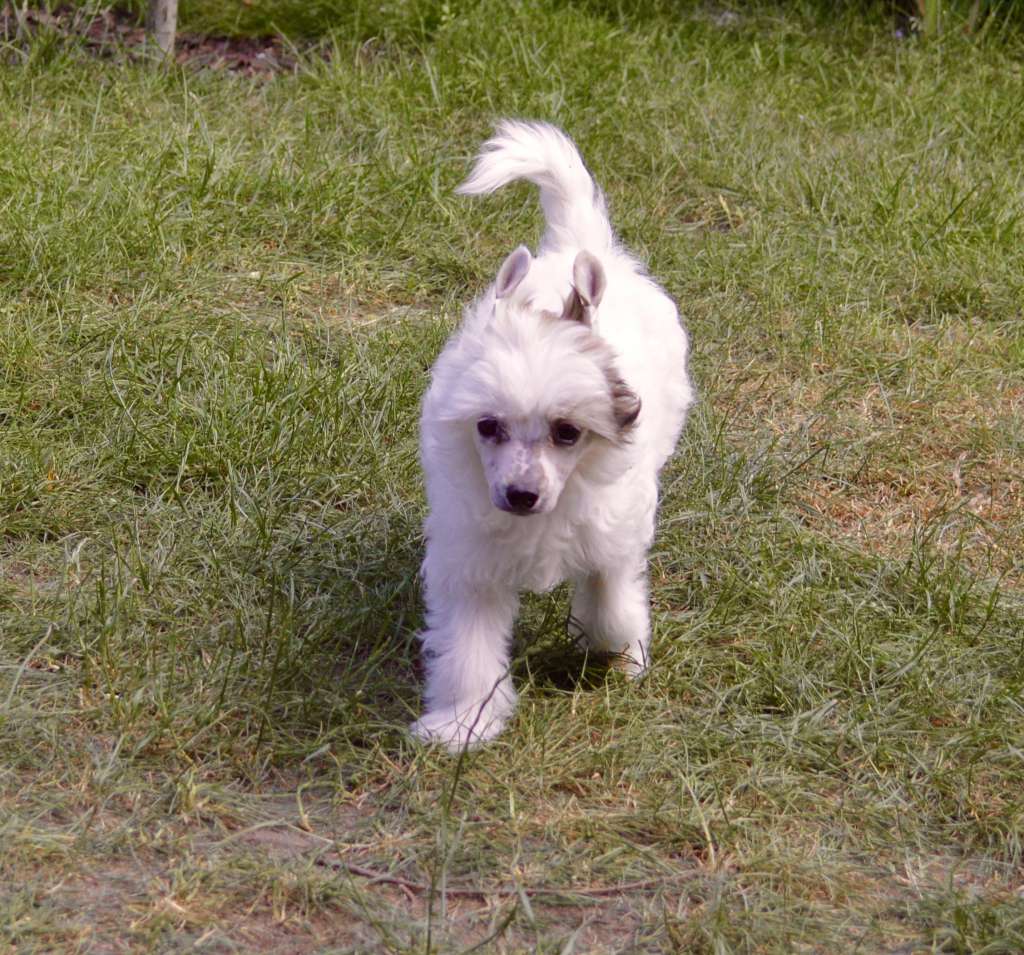 Bright Crystal von Shinbashi