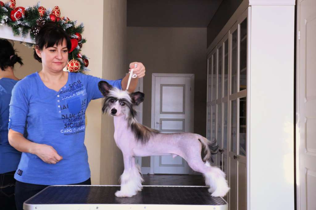 Samara Beauty Beethoven Ludwig the One