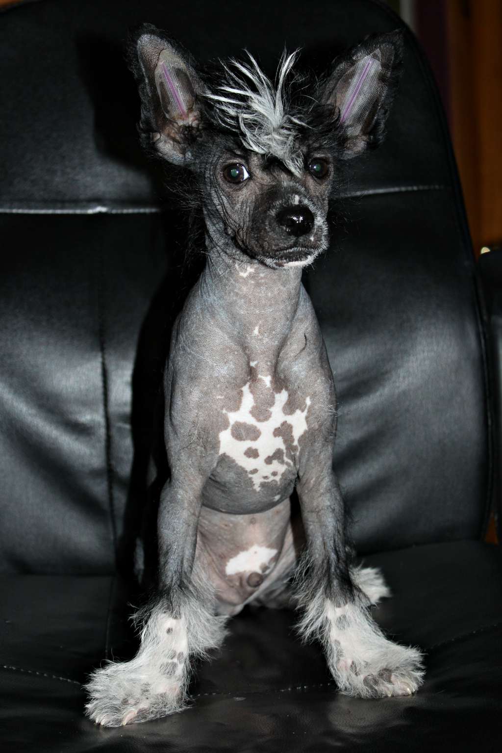 Tohy Ivar Miracolo Dell'anima