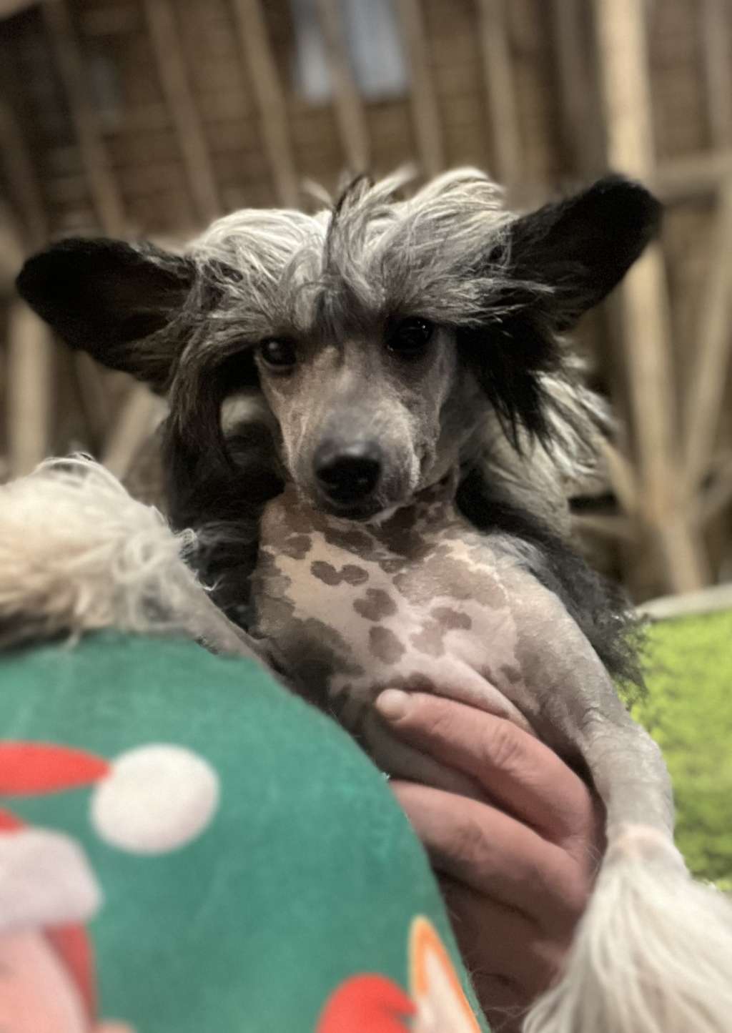 Happy Dancing Sangria Tropicano