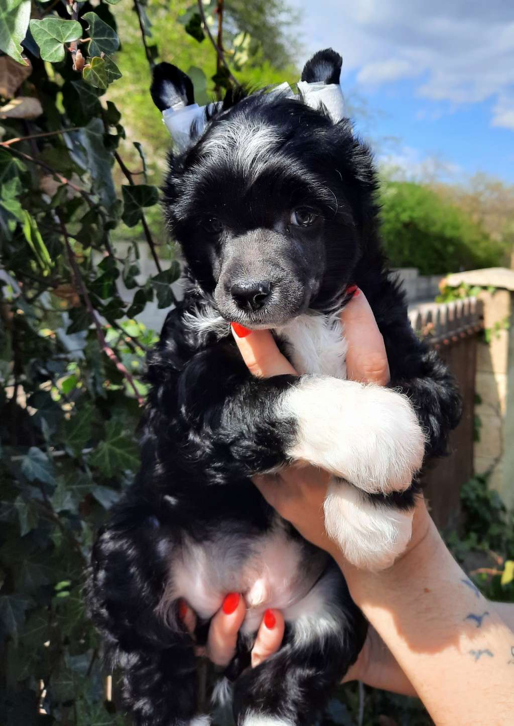 Nowa Przygoda Nemo Z Krolestwa Agarthi