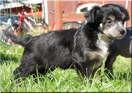 Marachinos Niccola Dream