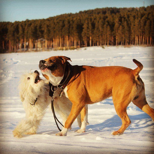 Keativnii Dominik Toretto