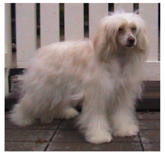 Hebblas Ace Of Enchant