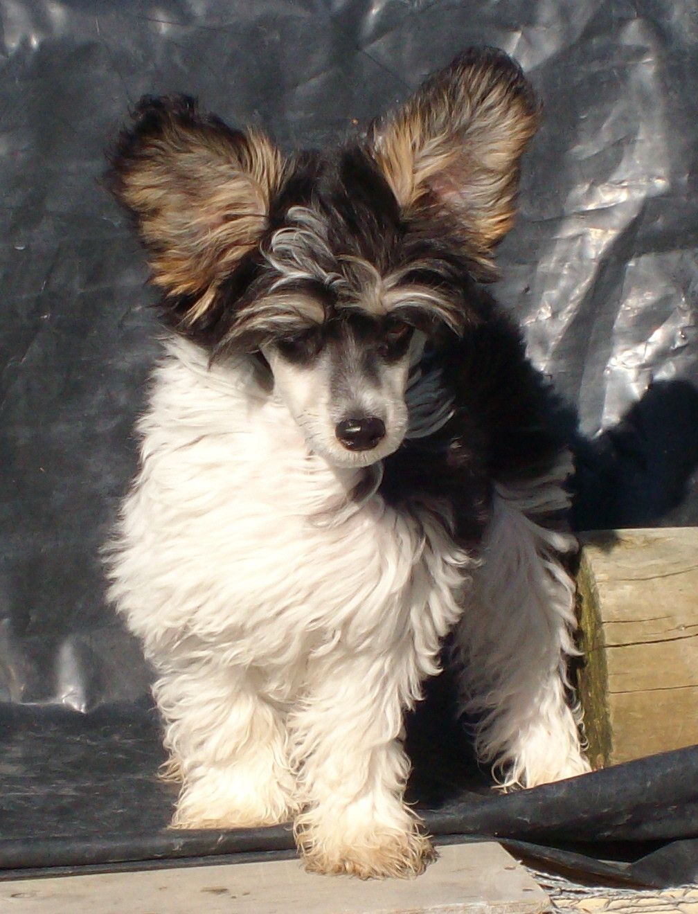 Sonniema Puff Da Majic Dragon