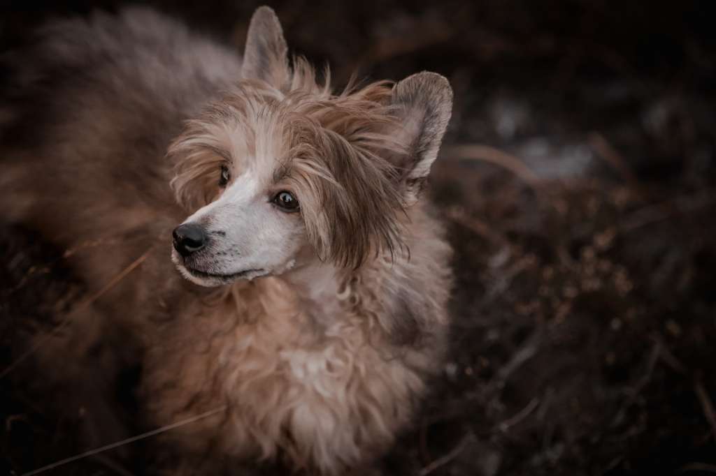 Artic Flyer's Till The World Ends