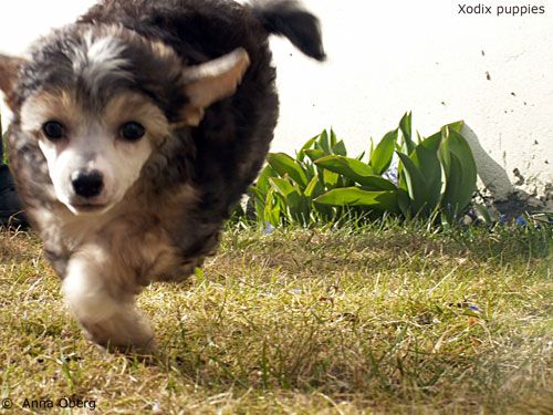 Xodix Blessed Mythical Knight