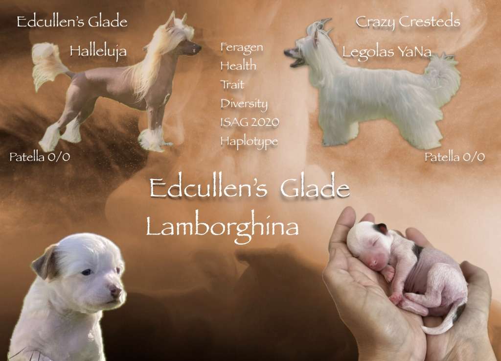 Edcullen's Glade Lamborghina