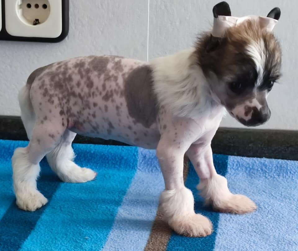 Zen princess de Almamasan