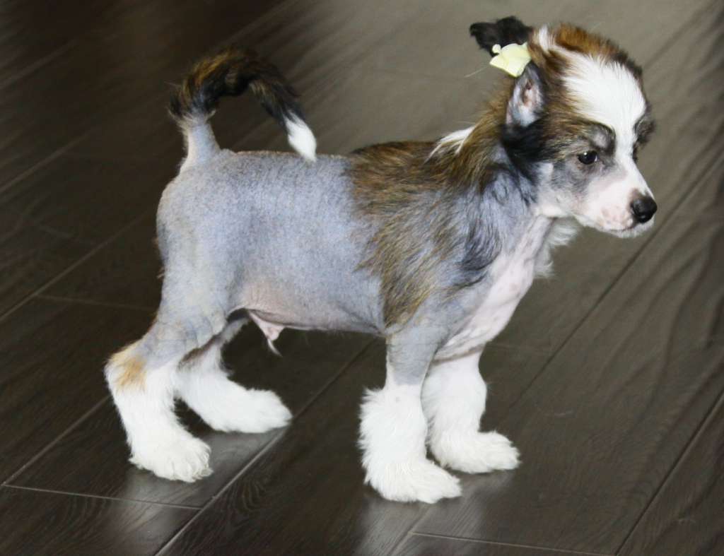 Fantastik Kashmir Jan