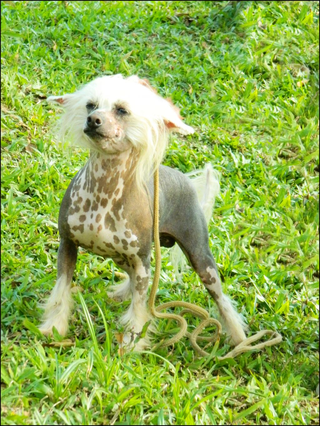 Dynasty's BR Don Perignon