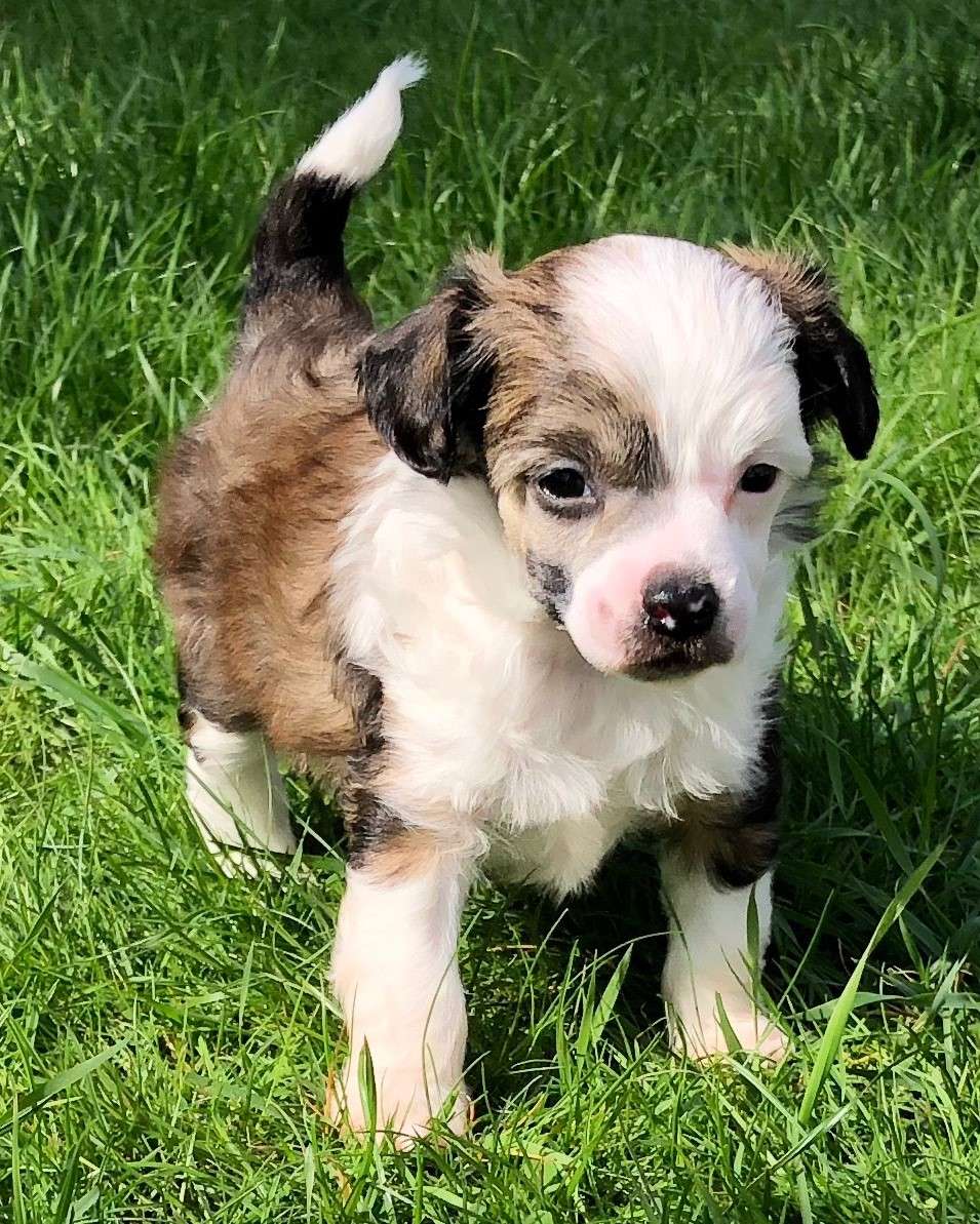 Aqua Lion's Bobby Embla's 1.