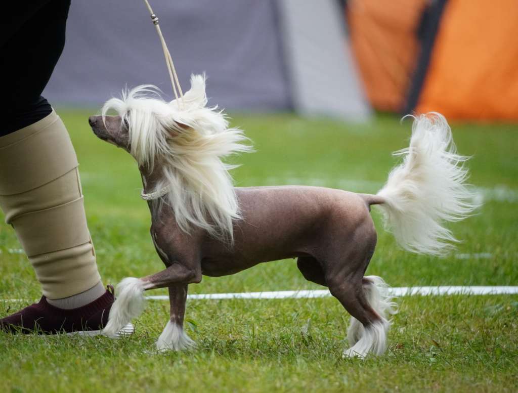 Xodix Grace Of Anael