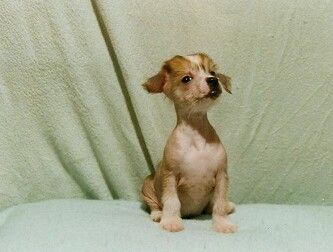 Agáta z Kamilova dvora