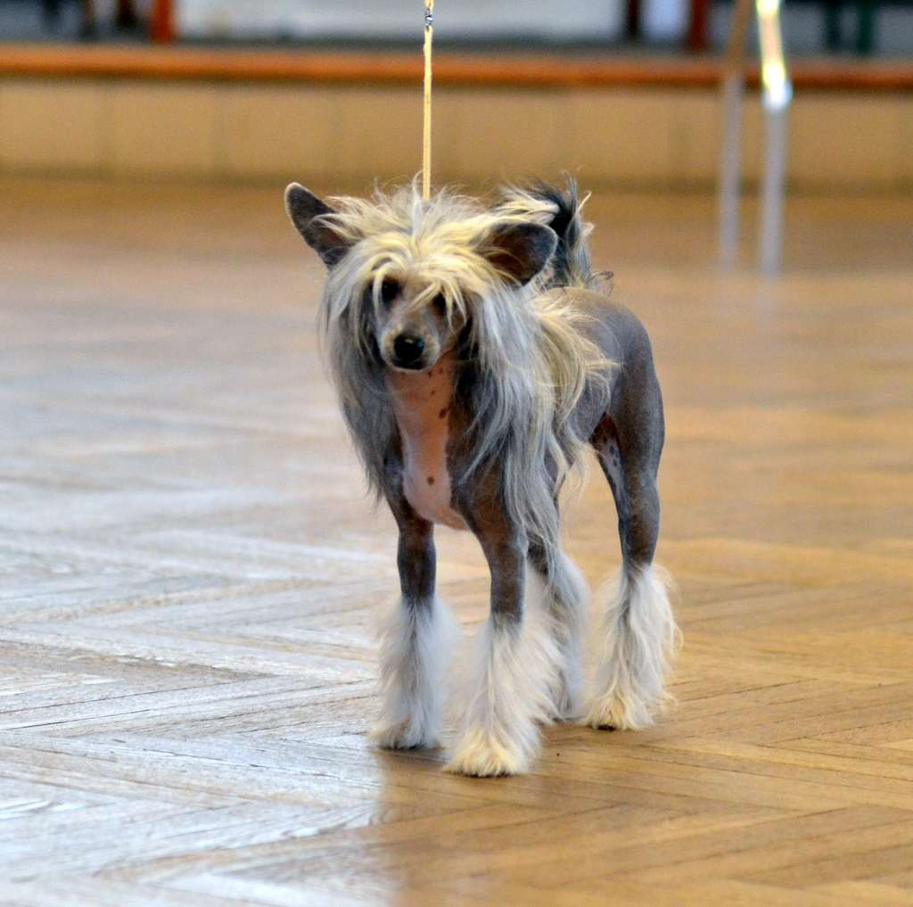 Fiancée Garden Roses